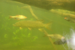 Wildgarten-Furth-im-Wald-011_web