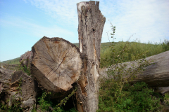 Wildgarten-Furth-im-Wald-047_web